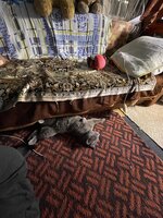 IMG_1976.jpeg IMG_1976.jpeg