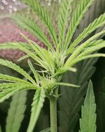 Day 48 (20.12) (3).jpg