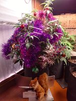 Белка скурила.jpg