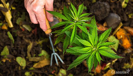 vyrashchivanie-organicheskoy-konopli-v-otkrytom-grunte__tRYO9ywRwwqCKdms.jpg vyrashchivanie-organicheskoy-konopli-v-otkrytom-grunte__tRYO9ywRwwqCKdms.jpg