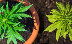 chto-luchshe-vybrat-gorshki-ili-estestvennyj-grunt__FkfDvTejd9jrlMsQ.jpg chto-luchshe-vybrat-gorshki-ili-estestvennyj-grunt__FkfDvTejd9jrlMsQ.jpg