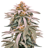 1766403735739.png 1766403735739.png