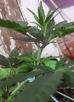 20250907_084149.jpg 20250907_084149.jpg