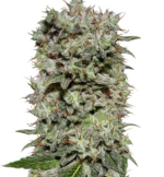 1766508859218.png 1766508859218.png