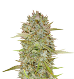 1766508870032.png 1766508870032.png