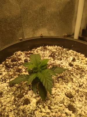 photo_2022-05-21_22-11-53.jpg photo_2022-05-21_22-11-53.jpg