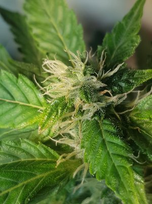 20220521_142934_001_optimized.jpg 20220521_142934_001_optimized.jpg