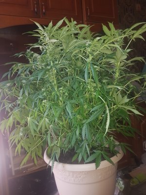 20220522_114951_optimized.jpg 20220522_114951_optimized.jpg