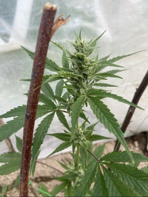 22.05.22.jpeg 22.05.22.jpeg