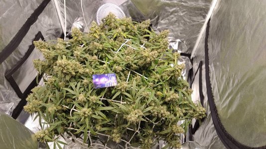 IMG_20220523_090514.jpg IMG_20220523_090514.jpg