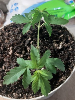 20220523_201540.jpg 20220523_201540.jpg