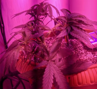 IMG_20220524_002230 — копия.jpg