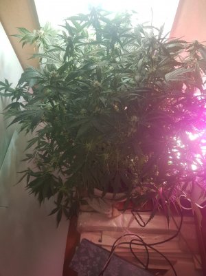 20220523_232039_optimized.jpg 20220523_232039_optimized.jpg