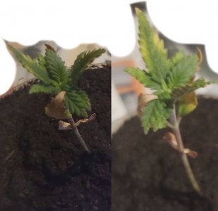 b - Copy.jpg b - Copy.jpg