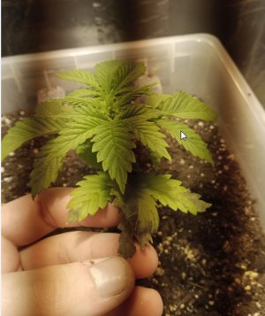 Скриншот 26-05-2022 123916.jpg