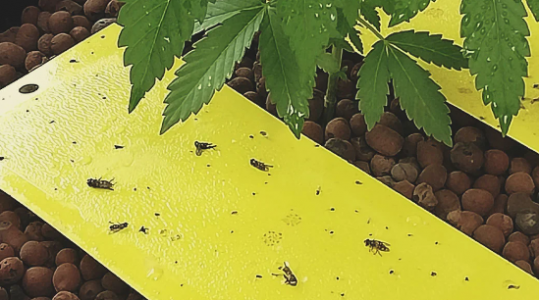 1653576143185.png 1653576143185.png