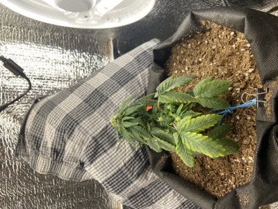 E425F441-EA29-4A91-907E-BDF5D89AC53B.jpeg E425F441-EA29-4A91-907E-BDF5D89AC53B.jpeg