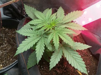 IMG_20220531_232520_541.jpg IMG_20220531_232520_541.jpg