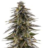 1767439473353.png 1767439473353.png