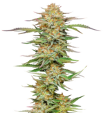 1767439485840.png 1767439485840.png