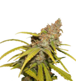 1767526115509.png 1767526115509.png