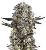 1767546584358.png 1767546584358.png