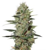 1767607772490.png 1767607772490.png