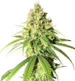 1767607785243.png 1767607785243.png