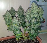 3 место 7CH American.jpg