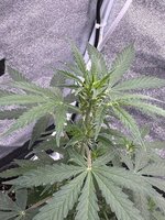 Три джунгарика