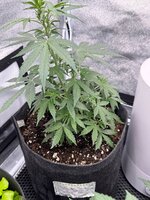 Второй из трех джунгариков.