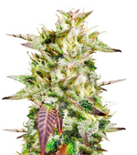 1767711046358.png 1767711046358.png