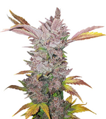 1767984008719.png 1767984008719.png