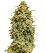 1767984039657.png 1767984039657.png