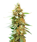 1767984074457.png 1767984074457.png