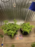 Божественная троица