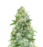 1768385945824.png 1768385945824.png