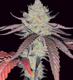 1768410081527.png 1768410081527.png