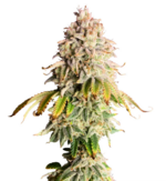 1768410085583.png 1768410085583.png