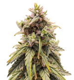 1768410106973.png 1768410106973.png