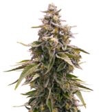 1768410114088.png 1768410114088.png