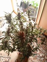 Totally Alpha OG Auto fem