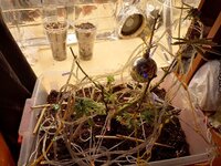 (Special Tangie Auto) Первый Гров - Надежда на лучшее