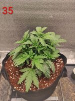 Сибирский гров. Первый фотик на кокосе.