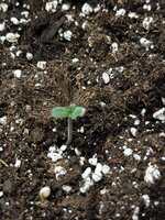 Растим, пока не отчислят 2