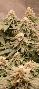 IMG_20260121_203326_580.jpg IMG_20260121_203326_580.jpg