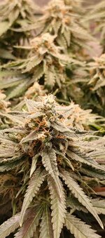 IMG_20260121_203319_081.jpg IMG_20260121_203319_081.jpg