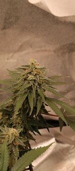 IMG_20260121_203254_134.jpg IMG_20260121_203254_134.jpg