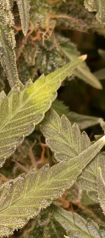 IMG_20260121_203129_623.jpg IMG_20260121_203129_623.jpg