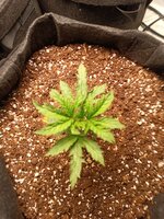 Бесплатная Калифорнийская Семка